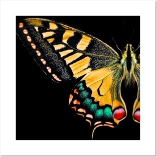 beautiful butterfly Posters and Art